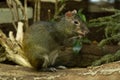 Red-rumped agouti, golden-rumped agouti, orange-rumped agouti, Brazilian agouti Dasyprocta leporina.