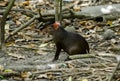 Red Rumped Agouti, Tobago