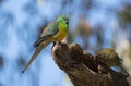 Red Rumped Parrot male perched in tree