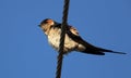 Red rumped swallow Royalty Free Stock Photo