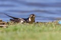 Red Rumped swallow Cecropis daurica, Hirundo daurica, near a Danub Delta collecting mud for the nest