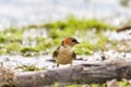 Red Rumped swallow Cecropis daurica, Hirundo daurica, near a Danub Delta collecting mud for the nest