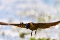 Red Rumped swallow Cecropis daurica, Hirundo daurica, near a Danub Delta collecting mud for the nest