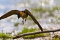 Red Rumped swallow Cecropis daurica, Hirundo daurica, near a Danub Delta collecting mud for the nest