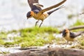 Red Rumped swallow Cecropis daurica, Hirundo daurica, near a Danub Delta collecting mud for the nest