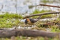 Red Rumped swallow Cecropis daurica, Hirundo daurica, near a Danub Delta collecting mud for the nest