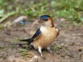 Red-rumped swallow Cecropis daurica