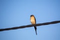 Red-rumped swallow Cecropis daurica Royalty Free Stock Photo