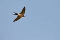 Red-rumped Swallow on flight Royalty Free Stock Photo