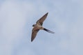 A Red-rumped swallow in flight Royalty Free Stock Photo