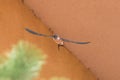 A Red-rumped swallow in flight Royalty Free Stock Photo
