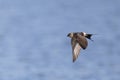 A Red-rumped swallow in flight Royalty Free Stock Photo