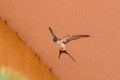A Red-rumped swallow in flight Royalty Free Stock Photo