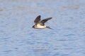 A Red-rumped swallow in flight Royalty Free Stock Photo