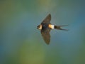 Red-rumped Swallow - Hirundo daurica small passerine bird in swallow family, breeds in open hilly country of southern Europe and