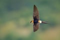 Red-rumped Swallow - Hirundo daurica small passerine bird in swallow family, breeds in open hilly country of southern Europe and