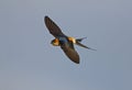 Red rumped Swallow inflight