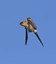 Red rumped Swallow Royalty Free Stock Photo