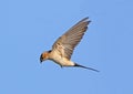 Red rumped Swallow Royalty Free Stock Photo
