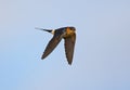 Red rumped Swallow inflight