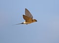 Red rumped Swallow inflight