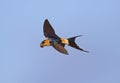 Red rumped Swallow inflight