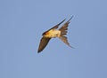 Red rumped Swallow inflight