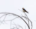 A Red Rumped Swallow resting Royalty Free Stock Photo