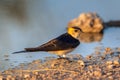 Red-rumped swallow taking mud