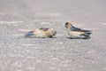 Red-rumped Swallow