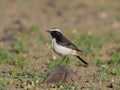 Red-rumped wheatear, Oenanthe moesta