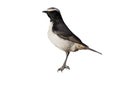 Red-rumped wheatear, Oenanthe moesta