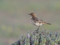 Red-rumped wheatear, Oenanthe moesta