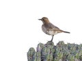 Red-rumped wheatear, Oenanthe moesta