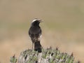 Red-rumped wheatear, Oenanthe moesta