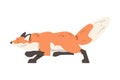 Red Running Fox, Wild Predator Forest Mammal Animal Cartoon Vector Illustration Royalty Free Stock Photo