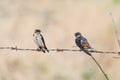 Red-rupmed Swallow Pair Royalty Free Stock Photo