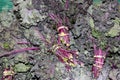 Red Russian Kale, Brassica oleracea var. viridis