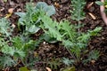 Red Russian Kale Growing in Organic Garden Soil