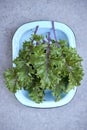 Red Russian Kale in Blue Round Rectangular Dep Dish Overhead Royalty Free Stock Photo