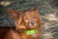 red Russian long haired Toy Terrier lying on the ground