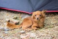 red Russian long haired Toy Terrier lying on the ground Royalty Free Stock Photo