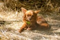 red Russian long haired Toy Terrier lying on the ground