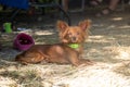 red Russian long haired Toy Terrier lying on the ground