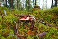 Red russula emetica mushroom on moss in forest