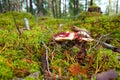 Red russula emetica mushroom on moss in forest