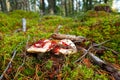 Red russula emetica mushroom on moss in forest