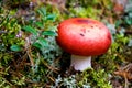 Red russula mushroom
