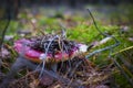 Red russula mushroom grows in forest