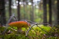 Red russula mushroom grows in moss